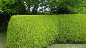 hedge trimming