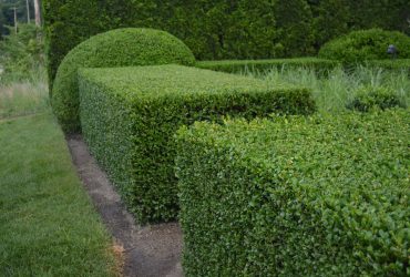 Hedge Trimming